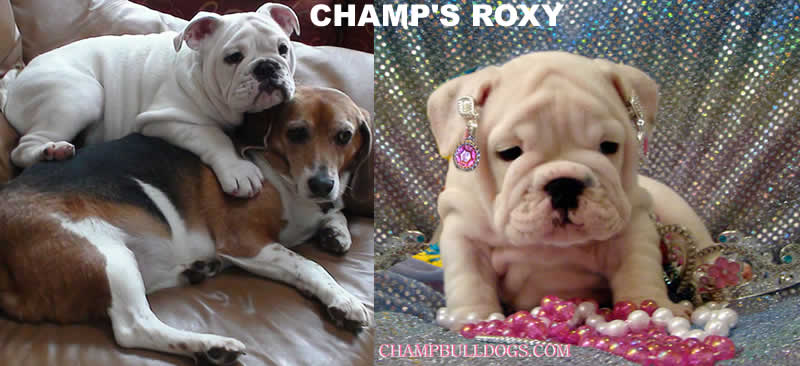 English bulldogs